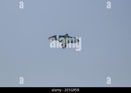 Il aquilone sta volando come un uccello nel blu e cielo bianco Foto Stock