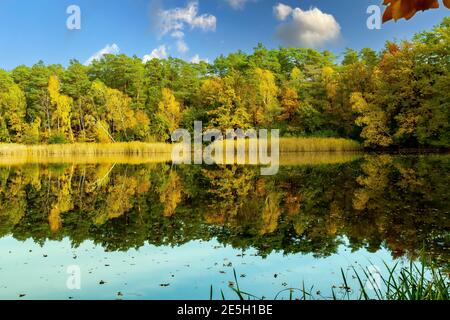 Alberi d'autunno e riflessi nello stagno Foto Stock