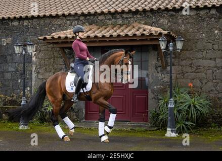 Cavaliere di dressage, donna, con splendido stallone di Lusitano marrone. Foto Stock