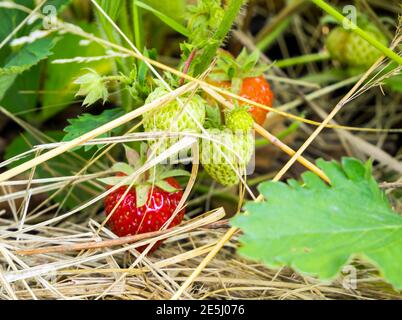 Coltivare fragole da giardino su un letto di paglia Foto Stock