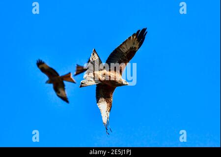 Red Kite (Milvus milvus) rapitore uccello di preda in volo al centro di alimentazione nel Galles del Sud con un cielo blu, foto stock Foto Stock