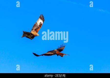 Red Kite (Milvus milvus) rapitore uccello di preda in volo al centro di alimentazione nel Galles del Sud con un cielo blu, foto stock Foto Stock