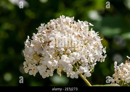 Hydrangea arborescens 'Annabelle' una pianta arbusto fioritura estiva con un Bianco fiore estivo che apre da luglio a settembre e. comunemente noto Foto Stock