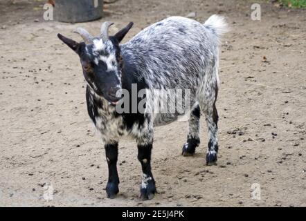 Capra nana in miniatura. Ora principalmente l'allevamento per i giardini zoologici e come animale domestico. Foto Stock