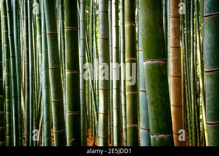 Alberi di bambù naturali vicino sullo sfondo. Arashiyama Bamboo Grove in Giappone. Foto Stock