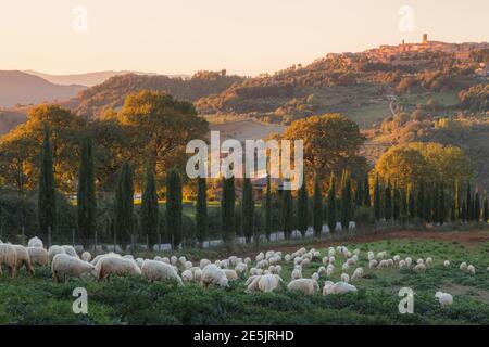 Allevamento di ovini italiani Appenninica nel paesaggio rurale toscano vicino a Radicondoli, in provincia di Siena in Toscana. Foto Stock