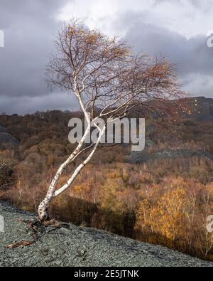 Lone Birch Tree in una cava di ardesia Foto Stock