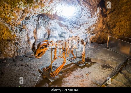 Ricostruzione di uno scheletro di orso caverna, in una grotta in Romania. Foto Stock