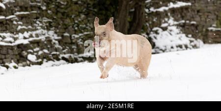 Hawes, North Yorkshire, Regno Unito. I maiali felici certamente non hanno avuto bisogno delle loro coperte per un galoppo intorno nella neve, poichè si sono goduti Foto Stock