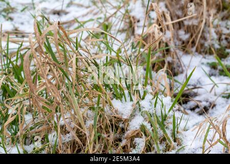 Ciuffi di erba e lame di erba ricoperte di neve. Foto Stock
