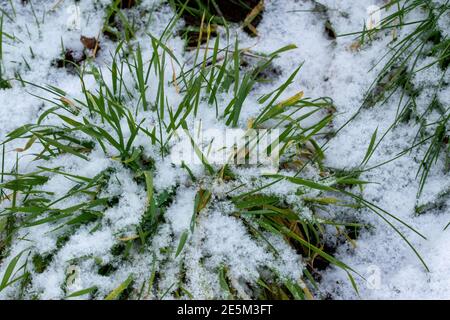 Ciuffi di erba e lame di erba ricoperte di neve. Foto Stock