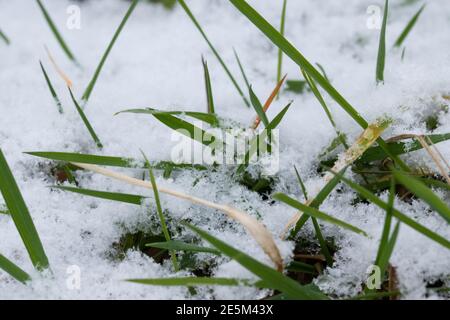 Ciuffi di erba e lame di erba ricoperte di neve. Foto Stock