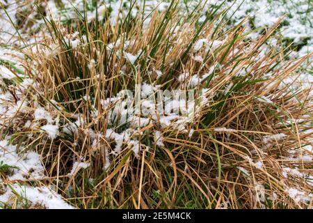 Ciuffi di erba e lame di erba ricoperte di neve. Foto Stock