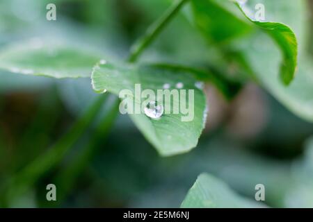 Goccia di rugiada, pioggia su foglia verde nella foresta, macro primo piano. Acqua che scorre giù la pianta. Sfondo naturale estate mattina. Foto Stock