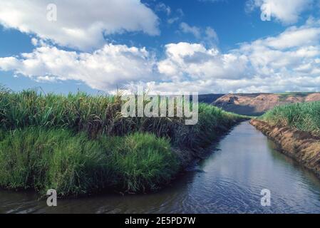 KAUAI, HAWAII, 1984 - campo di canna da zucchero e canale di irrigazione. Foto Stock