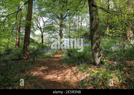 Woodland Landscape con Bluebells (Hyacinthoides non Scripta) ai primi di maggio e bella luce del sole, 08/05/2020 Foto Stock