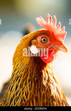 (Fuoco selettivo) splendida vista ravvicinata di una gallina che pascola in una fattoria in Italia. Ritratto di una gallina su sfondo sfocato. Foto Stock