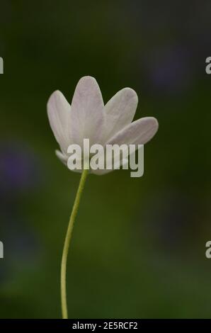 Lato inferiore del legno Anemone Flower Foto Stock