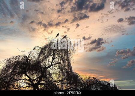 uccelli e tramonto seduti su un albero all'alba Foto Stock