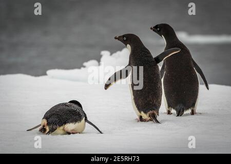 Adelie pinguini, Antartide (pygoscelis adeliae) Foto Stock