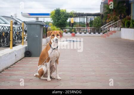 Un cane al guinzaglio in attesa in un distributore di benzina in India. Foto Stock