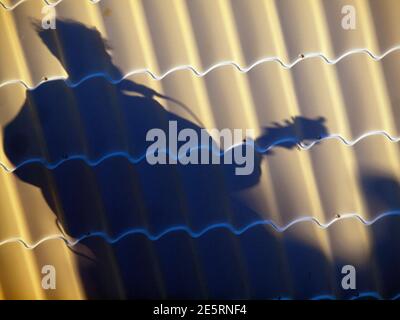 L'ombra di un busker a Brighton Foto Stock