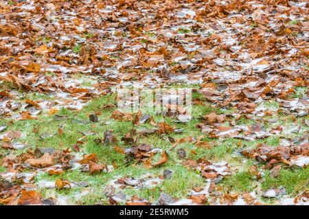 Foglie di acero secco sull'erba verde sotto la prima neve nel parco cittadino autunnale. Foto Stock