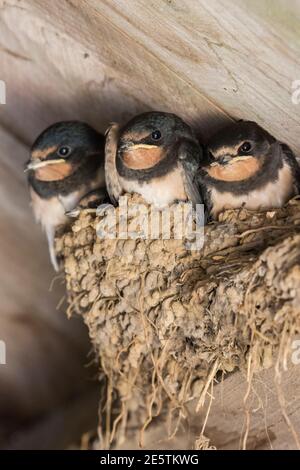 European Barn Swallow (Hirundo rustica) fugge in nido, Northumberland, Regno Unito Foto Stock