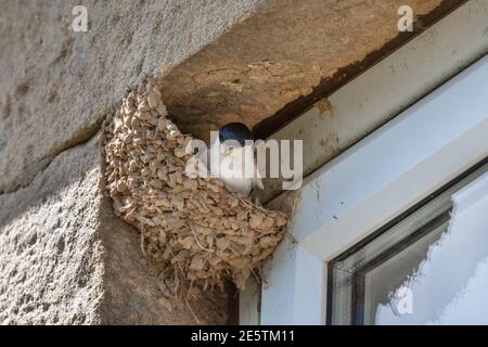 Casa martin (Delichon urbicum) in nido parzialmente costruito, Northumberland, Regno Unito Foto Stock