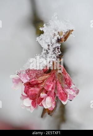 Neve sui fiori invernali di palla di neve Foto Stock