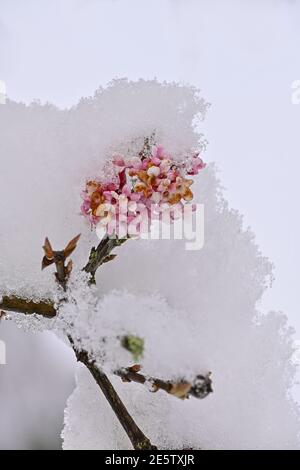 Neve sui fiori invernali di palla di neve Foto Stock