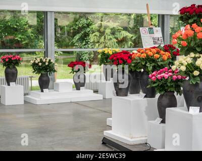 Varsavia, Polonia - 01 giugno 2019: Belle, romantiche rose in vasi di argilla nera durante la mostra di rose in Polonia. Mostra Royal Bath. Orientale Foto Stock
