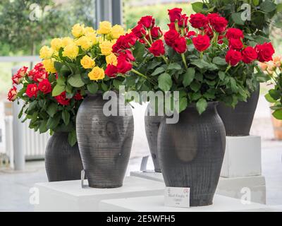 Varsavia, Polonia - 01 giugno 2019: Belle, romantiche rose in vasi di argilla nera durante la mostra di rose in Polonia. Mostra Royal Bath. Orientale Foto Stock
