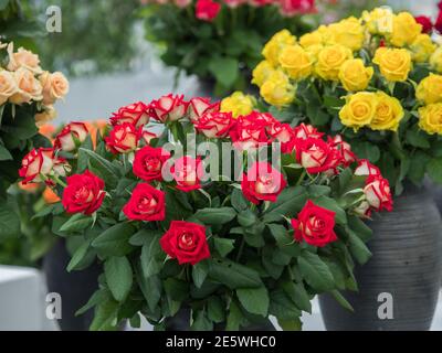 Varsavia, Polonia - 01 giugno 2019: Belle, romantiche rose in vasi di argilla nera durante la mostra di rose in Polonia. Mostra Royal Bath. Orientale Foto Stock
