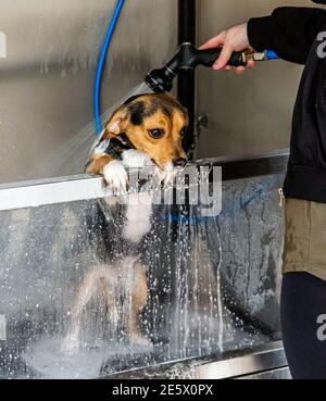 Un piccolo cane è stato lavato nella macchina automatica per il lavaggio dei cani in un parcheggio al dettaglio, prima di tornare in auto del proprietario Foto Stock