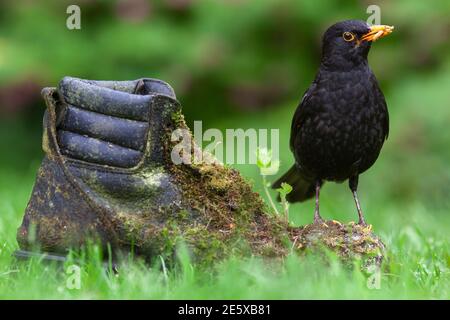 Blackbird (Turdus merula) su vecchio stivale, Regno Unito Foto Stock