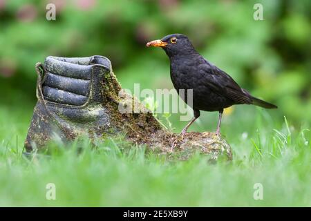 Blackbird (Turdus merula) su vecchio stivale, Regno Unito Foto Stock