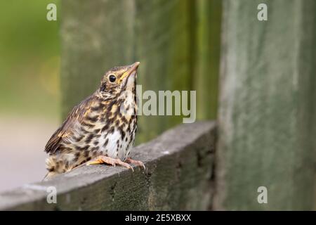 Song thrush (Turdus philomelos) in fuga, Northumberland, Regno Unito Foto Stock