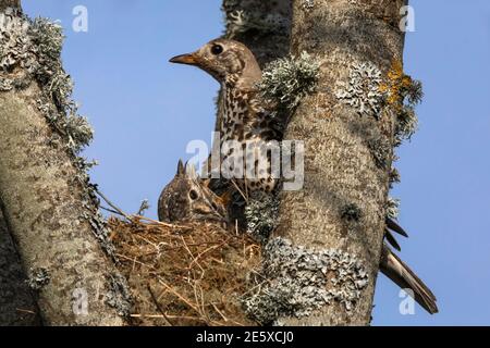 Mistle thrush (Turdus visivorus) con nestlings, Northumberland National Park, Regno Unito Foto Stock