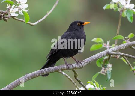 Blackbird (Turdus merula), parco nazionale del Northumberland, Regno Unito Foto Stock