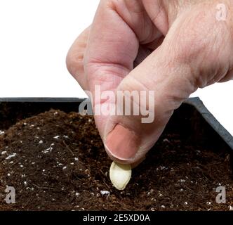 Colpo di primo piano quadrato di una mano femminile più anziana che mette delicatamente un seme nel terreno. Foto Stock