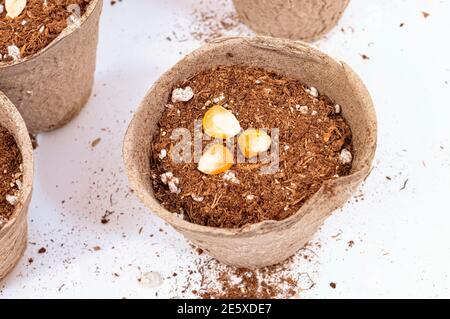 Colpo orizzontale di una pentola di torba che tiene il suolo e tre semi di mais su uno sfondo bianco con il suolo sparso circa. Parti di tre altre pentole possono essere vedere Foto Stock