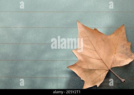 La foglia di acero asciutta su un vetro sporco. L'immagine ha uno spazio vuoto per il testo. Foto Stock