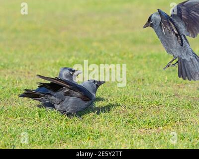 Jackdaw Corvus monidula gregge che si nutrono in inverno sulle praterie costiere Norfolk gennaio Foto Stock