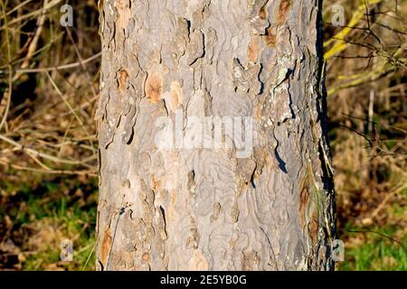Sycamore (acer pseudoplatanus), primo piano di un tronco d'albero che mostra la consistenza e il dettaglio della corteccia. Foto Stock