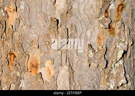 Sycamore (acer pseudoplatanus), primo piano che mostra la consistenza della corteccia rotta e sfaldante dell'albero. Foto Stock