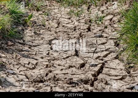 Terreno asciutto e incrinato su un prato in maggio. A causa del cambiamento climatico la pioggia si è interrotta in aprile e i pascoli in primavera già sembrano dopo un dr Foto Stock