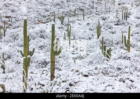 Cactus innevato nel deserto nel Parco Nazionale di Saguaro, Tucson, Arizona, USA Foto Stock