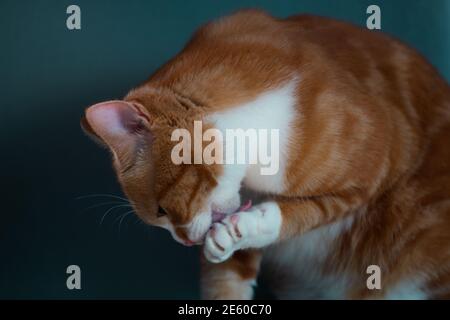 Immagine autentica di un gatto zenzero che si cura e di uno sfondo bello caldo e accogliente. Foto Stock