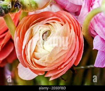 Grazioso ranunculus di fiore colorato di pesca per buona emozione e piacere Foto Stock